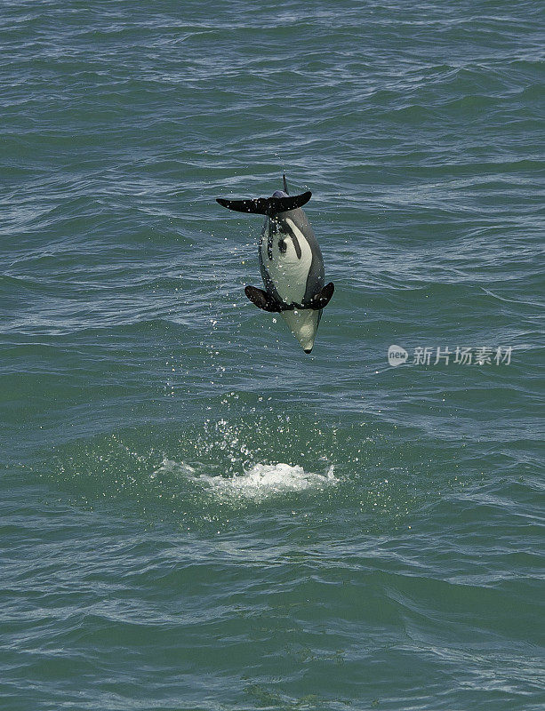 海克特海豚(Cephalorhynchus hectori)是头鼻海豚属的四种海豚中最著名的一种，仅在新西兰发现。大约1.4米长，它是最小的鲸类动物之一。赫克托的海豚是特尔斐最小的